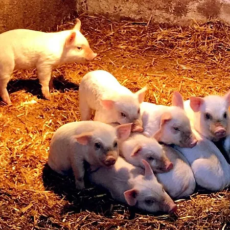 Pian D'isola 住宿加早餐酒店 3*